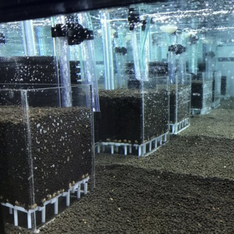 Transparent Acrylic Shrimp Fis - Calcium Reactor Media ulasan dan harga