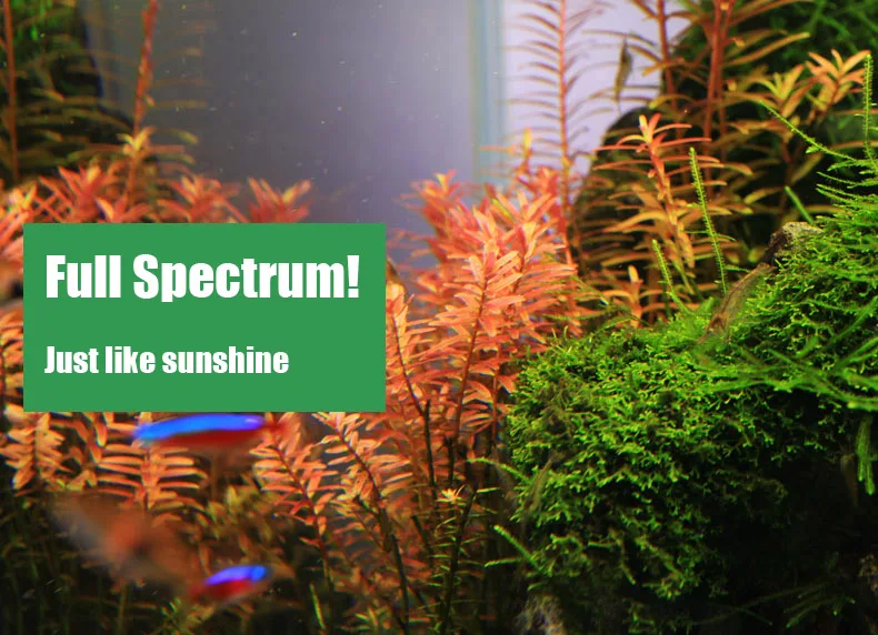 Chihiros C Series ADA Style Pl - Marine Aquarium Led Lights ulasan dan harga