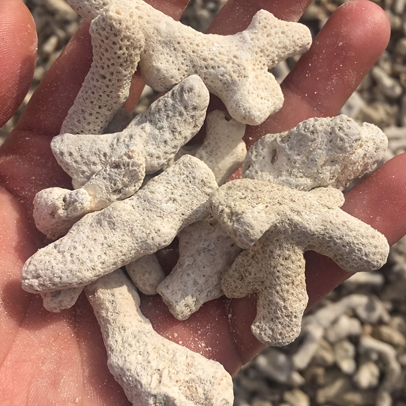 300g Coral Aquarium Filter, Fi - Calcium Reactor Media ulasan dan harga