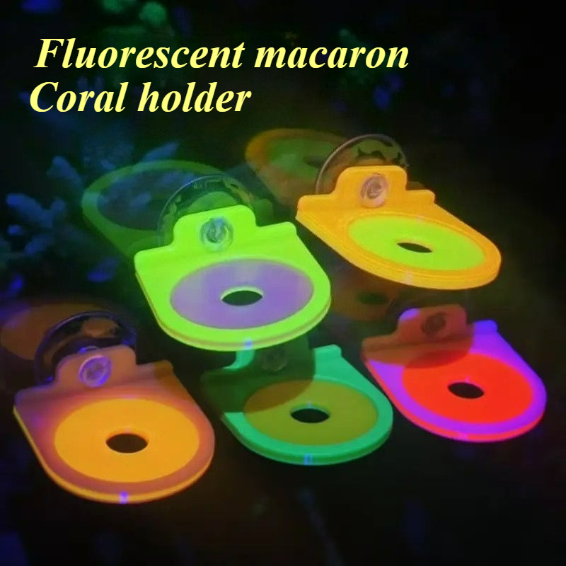 Color Random Coral Frag Holder - Aquarium Marine Color ulasan dan harga